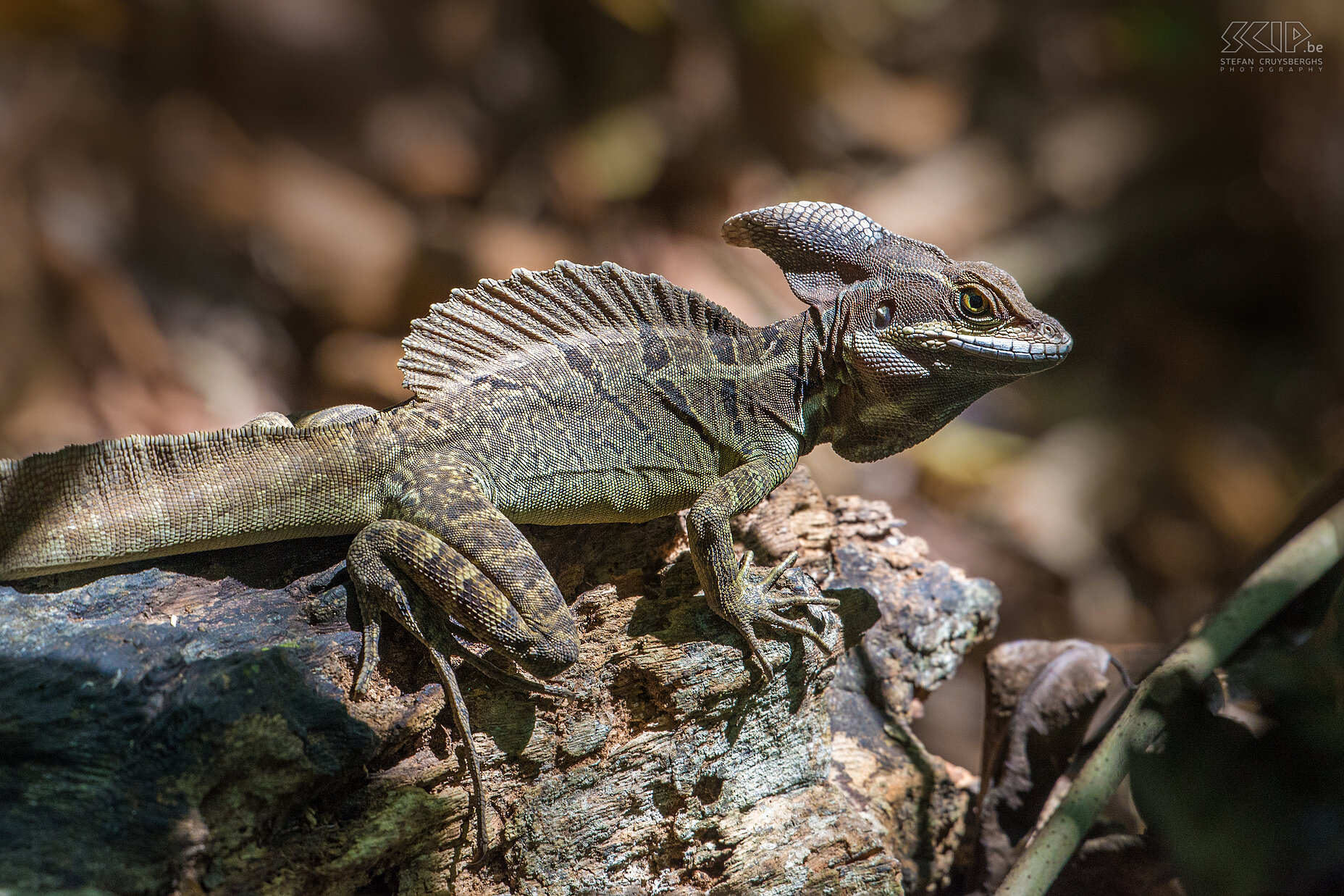 Carara - Common basilisk The common basilisk (basiliscus basiliscus) is also called Jesus Christ lizard because it can run on water.<br />
 Stefan Cruysberghs